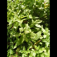 Menthe (peut-etre) (1)